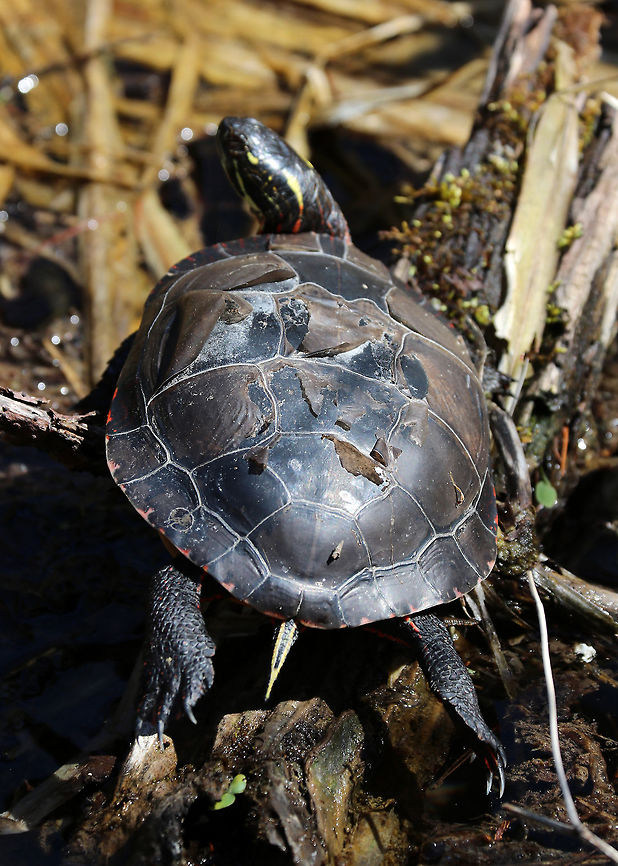 Painted Turtle - Chrysemys picta This turtle was shedding its scutes. This process is a normal part of a turtle's growth and is also helpful to get rid of shell rot and infections.<br />
<br />
Habitat: Small woodland pond Chrysemys picta,Geotagged,Painted Turtle,Spring,United States,turtle