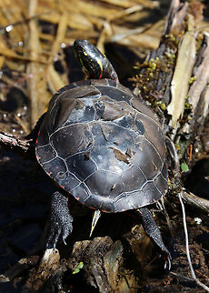Painted Turtle - Chrysemys picta This turtle was shedding its scutes. This process is a normal part of a turtle's growth and is also helpful to get rid of shell rot and infections.

Habitat: Small woodland pond Chrysemys picta,Geotagged,Painted Turtle,Spring,United States,turtle