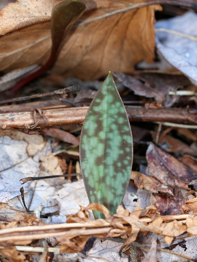 Trout Lily - Erythronium americanum I saw numerous single-leaved trout lily plants that are characterized by there green and brown mottled leaves. These plants are too young to flower as trout lily doesn&#039;t flower for the first 4-7 years of life. Eventually, each plant will bear a solitary, nodding yellow flower. But, even without the flower, this plant is beautiful!<br />
<br />
Habitat: Wet forest Erythronium,Erythronium americanum,Geotagged,Spring,United States,Yellow trout lily