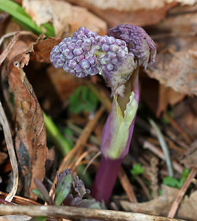 Early Meadow Rue - Thalictrum dioicum This plant was just popping up through the leaf litter! At maturity, it will have clusters of long-stemmed, drooping, greenish-white flowers atop leafy stems, which I almost always miss!

The species name is derived from the Greek word meaning "two households", which alludes to the fact that the male and female flowers are on separate plants.

Habitat: Wet forest Early meadow-rue,Geotagged,Spring,Thalictrum,Thalictrum dioicum,United States
