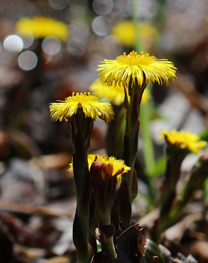 Coltsfoot - Tussilago farfara A perennial, herbaceous plant whose flowers resemble a dandelion. Flowers bloom on leafless stems with the leaves appearing later. <br />
<br />
The genus name comes from the Latin word &quot;tussis&quot; (cough), which alludes to the plant&#039;s reputation as a treatment for coughs. The leaves and flowers of this plant are still used in herbal medicine as an expectorant. However, it has been found to contain traces of liver affecting pyrrolizidine alkaloids, which may be toxic in large doses.<br />
<br />
Habitat: Growing in a stream next to a bog. It&#039;s invasive and prohibited where I live in CT. I found this colony just over the border in New York.  Coltsfoot,Geotagged,Spring,Tussilago farfara,United States