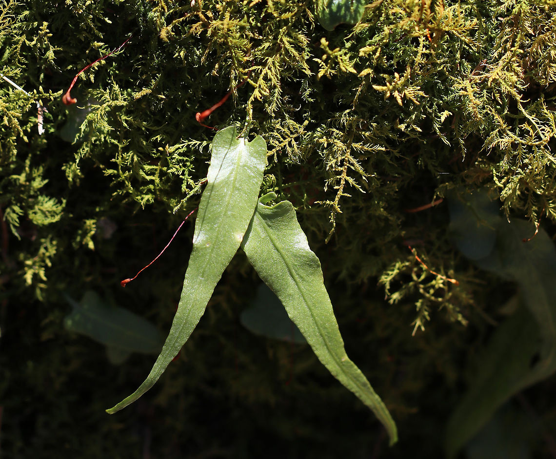 Walking Fern - Asplenium rhizophyllum Elongated leaves that tapered to a point and had a midrib. Underside had sporangia.  <br />
<br />
Habitat: Growing in moss in a boggy forest.<br />
<figure class="photo"><a href="https://www.jungledragon.com/image/78341/walking_fern_-_asplenium_rhizophyllum.html" title="Walking Fern - Asplenium rhizophyllum"><img src="https://s3.amazonaws.com/media.jungledragon.com/images/3232/78341_thumb.jpg?AWSAccessKeyId=05GMT0V3GWVNE7GGM1R2&Expires=1770854410&Signature=7TeH0pVH7M%2BywaA3tOj7NoEpxDo%3D" width="200" height="156" alt="Walking Fern - Asplenium rhizophyllum Elongated leaves that tapered to a point and had a midrib. Underside had sporangia. <br />
<br />
Habitat: Growing in moss in a boggy forest.<br />
https://www.jungledragon.com/image/78339/fern.html<br />
https://www.jungledragon.com/image/78340/fern.html Asplenium rhizophyllum,Geotagged,Spring,United States,walking fern" /></a></figure><br />
<figure class="photo"><a href="https://www.jungledragon.com/image/78340/walking_fern_-_asplenium_rhizophyllum.html" title="Walking Fern - Asplenium rhizophyllum"><img src="https://s3.amazonaws.com/media.jungledragon.com/images/3232/78340_thumb.jpg?AWSAccessKeyId=05GMT0V3GWVNE7GGM1R2&Expires=1770854410&Signature=7DA6%2F6BezBWk2P8C51aToN7Jc%2BI%3D" width="200" height="142" alt="Walking Fern - Asplenium rhizophyllum Elongated leaves that tapered to a point and had a midrib. Underside had sporangia. <br />
<br />
Habitat: Growing in moss in a boggy forest.<br />
https://www.jungledragon.com/image/78339/fern.html<br />
https://www.jungledragon.com/image/78341/fern.html Asplenium rhizophyllum,Geotagged,Spring,United States" /></a></figure> Asplenium rhizophyllum,Geotagged,Spring,United States,fern