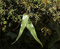 Walking Fern - Asplenium rhizophyllum Elongated leaves that tapered to a point and had a midrib. Underside had sporangia.  <br />
<br />
Habitat: Growing in moss in a boggy forest.<br />
https://www.jungledragon.com/image/78341/fern.html<br />
https://www.jungledragon.com/image/78340/fern.html Asplenium rhizophyllum,Geotagged,Spring,United States,fern