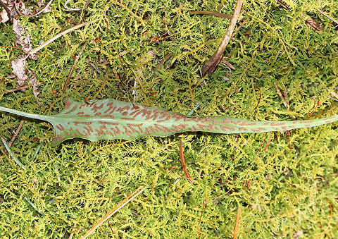 Walking Fern - Asplenium rhizophyllum Elongated leaves that tapered to a point and had a midrib. Underside had sporangia. 

Habitat: Growing in moss in a boggy forest.
https://www.jungledragon.com/image/78339/fern.html
https://www.jungledragon.com/image/78341/fern.html Asplenium rhizophyllum,Geotagged,Spring,United States