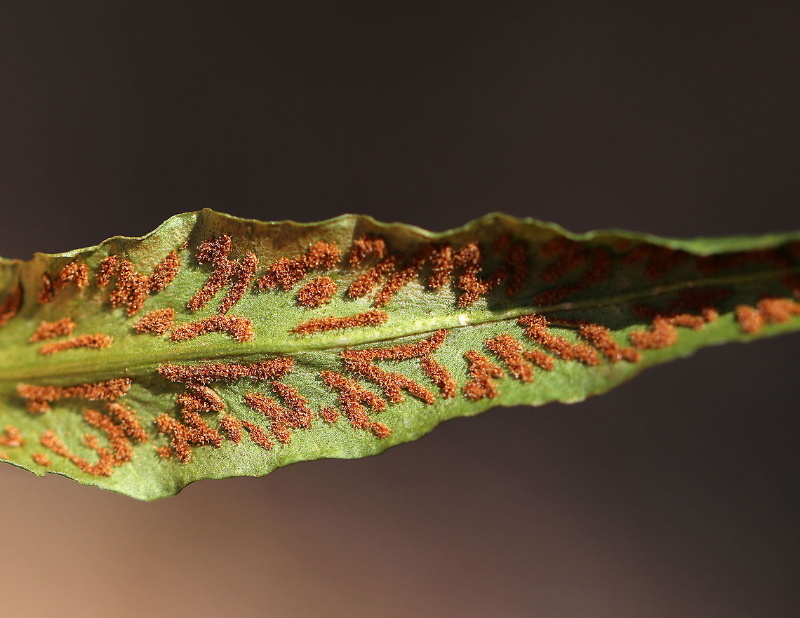 Walking Fern - Asplenium rhizophyllum Elongated leaves that tapered to a point and had a midrib. Underside had sporangia. <br />
<br />
Habitat: Growing in moss in a boggy forest.<br />
<figure class="photo"><a href="https://www.jungledragon.com/image/78339/walking_fern_-_asplenium_rhizophyllum.html" title="Walking Fern - Asplenium rhizophyllum"><img src="https://s3.amazonaws.com/media.jungledragon.com/images/3232/78339_thumb.jpg?AWSAccessKeyId=05GMT0V3GWVNE7GGM1R2&Expires=1767225610&Signature=BmRFz4OlS%2B7bFqJK7amdT%2BtVSF4%3D" width="200" height="166" alt="Walking Fern - Asplenium rhizophyllum Elongated leaves that tapered to a point and had a midrib. Underside had sporangia.  <br />
<br />
Habitat: Growing in moss in a boggy forest.<br />
https://www.jungledragon.com/image/78341/fern.html<br />
https://www.jungledragon.com/image/78340/fern.html Asplenium rhizophyllum,Geotagged,Spring,United States,fern" /></a></figure><br />
<figure class="photo"><a href="https://www.jungledragon.com/image/78340/walking_fern_-_asplenium_rhizophyllum.html" title="Walking Fern - Asplenium rhizophyllum"><img src="https://s3.amazonaws.com/media.jungledragon.com/images/3232/78340_thumb.jpg?AWSAccessKeyId=05GMT0V3GWVNE7GGM1R2&Expires=1767225610&Signature=jRIfOAkLH5XpkthG%2F5QHCCYmOLE%3D" width="200" height="142" alt="Walking Fern - Asplenium rhizophyllum Elongated leaves that tapered to a point and had a midrib. Underside had sporangia. <br />
<br />
Habitat: Growing in moss in a boggy forest.<br />
https://www.jungledragon.com/image/78339/fern.html<br />
https://www.jungledragon.com/image/78341/fern.html Asplenium rhizophyllum,Geotagged,Spring,United States" /></a></figure> Asplenium rhizophyllum,Geotagged,Spring,United States,walking fern