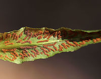 Walking Fern - Asplenium rhizophyllum Elongated leaves that tapered to a point and had a midrib. Underside had sporangia. <br />
<br />
Habitat: Growing in moss in a boggy forest.<br />
https://www.jungledragon.com/image/78339/fern.html<br />
https://www.jungledragon.com/image/78340/fern.html Asplenium rhizophyllum,Geotagged,Spring,United States,walking fern