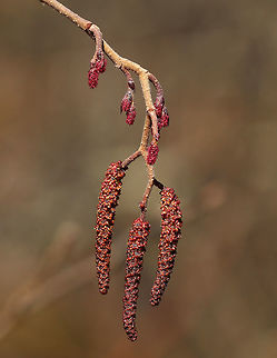 Alder - Alnus incana ssp. rugosa Habitat: Growing in a bog in a mixed forest
https://www.jungledragon.com/image/78344/unknown.html
https://www.jungledragon.com/image/78403/alder_-_alnus_sp.html Alnus incana,Geotagged,Grey alder,Spring,United States,alder,alnus