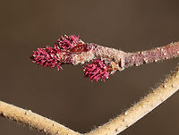 Alder - Alnus incana ssp. rugosa Habitat: Growing in a bog in a mixed forest<br />
https://www.jungledragon.com/image/78343/unknown.html<br />
https://www.jungledragon.com/image/78403/alder_-_alnus_sp.html Alnus incana,Geotagged,Grey alder,Spring,United States