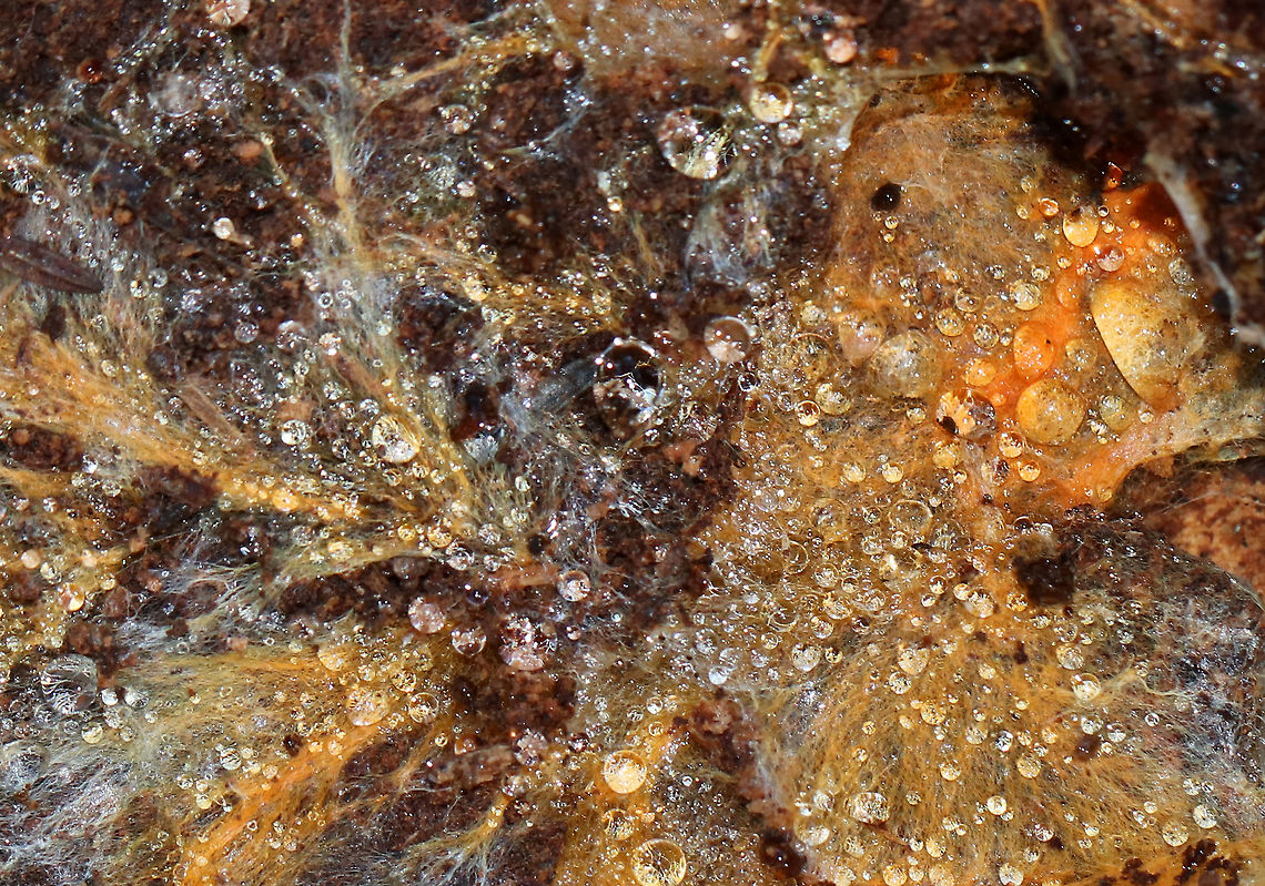 Phanerochaete chrysorhizon *I&#039;m not 100% sure of the ID*<br />
<br />
Habitat: Rotting wood in a coniferous forest<br />
<figure class="photo"><a href="https://www.jungledragon.com/image/78348/phanerochaete_chrysorhizon.html" title="Phanerochaete chrysorhizon"><img src="https://s3.amazonaws.com/media.jungledragon.com/images/3232/78348_thumb.jpg?AWSAccessKeyId=05GMT0V3GWVNE7GGM1R2&Expires=1767225610&Signature=WpDymnokNNHU1GvluypIafcnGQE%3D" width="200" height="146" alt="Phanerochaete chrysorhizon *I&#039;m not 100% sure of the ID*<br />
<br />
Habitat: Rotting wood in a coniferous forest<br />
https://www.jungledragon.com/image/78347/phanerochaete_chrysorhizon.html Geotagged,Phanerochaete chrysorhizon,Spring,United States" /></a></figure> Geotagged,Phanerochaete,Phanerochaete chrysorhizon,Spring,United States,fungus,plant pathogen