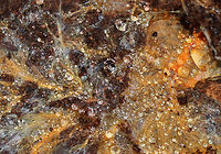 Phanerochaete chrysorhizon *I'm not 100% sure of the ID*<br />
<br />
Habitat: Rotting wood in a coniferous forest<br />
https://www.jungledragon.com/image/78348/phanerochaete_chrysorhizon.html Geotagged,Phanerochaete,Phanerochaete chrysorhizon,Spring,United States,fungus,plant pathogen