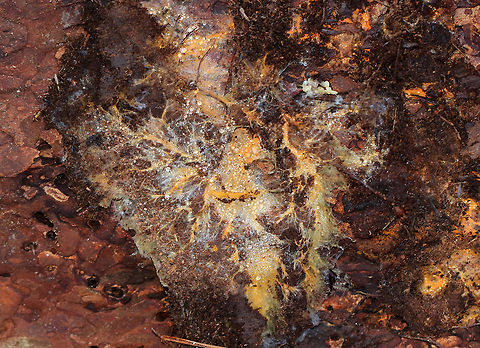 Phanerochaete chrysorhizon *I'm not 100% sure of the ID*

Habitat: Rotting wood in a coniferous forest
https://www.jungledragon.com/image/78347/phanerochaete_chrysorhizon.html Geotagged,Phanerochaete chrysorhizon,Spring,United States