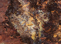 Phanerochaete chrysorhizon *I'm not 100% sure of the ID*<br />
<br />
Habitat: Rotting wood in a coniferous forest<br />
https://www.jungledragon.com/image/78347/phanerochaete_chrysorhizon.html Geotagged,Phanerochaete chrysorhizon,Spring,United States