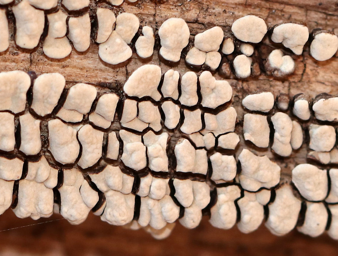Ceramic Parchment - Xylobolus frustulatus I can never resist taking photos of this fungus! It&#039;s just so delightfully odd.<br />
<br />
Ceramic Parchment is a saprobic fungus, which I spotted growing densely and gregariously on a rotting log in patches of adjacent frustules. The individual fruiting bodies were irregularly shaped, resupinate, and were approximately 3-5mm in size.<br />
<br />
Habitat: rotting wood Ceramic fungus,Geotagged,Spring,United States,Xylobolus frustulatus