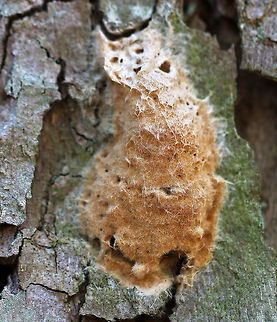 Gypsy Moth Egg Mass (Hatched) - Lymantria dispar Habitat: Coniferous tree  Geotagged,Spring,United States,egg mass,eggs,gypsy moth eggs,lymantria,moth eggs