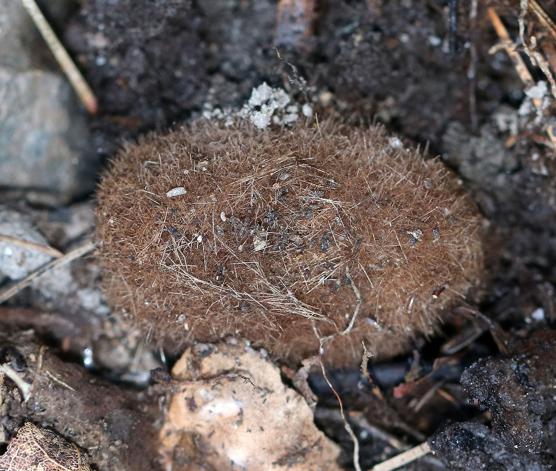 Milkweed Tussock Moth Pupa (Cocoon) - Euchaetes egle I&#039;m fairly confident of the ID, but these pupae generally have longer hairs than this one did, so I&#039;m not 100% sure of the ID.<br />
<br />
Habitat: Under a rotting log Euchaetes egle,Geotagged,Milkweed Tussock Moth,Spring,United States,cocoon,moth cocoon,pupa