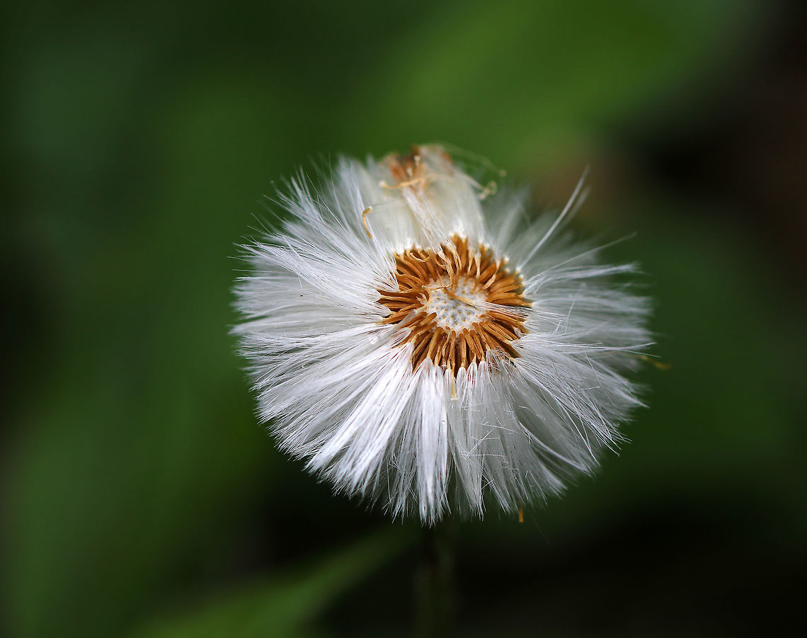 Coltsfoot - Tussilago farfara Just the seeds are left on the coltsfoot. Still really pretty, I think.<br />
<br />
Habitat: Growing all around a small woodland stream in a wetland Coltsfoot,Geotagged,Spring,Tussilago farfara,United States,tussilago