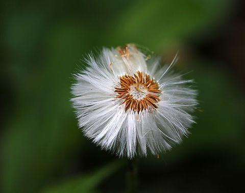 Coltsfoot - Tussilago farfara Just the seeds are left on the coltsfoot. Still really pretty, I think.

Habitat: Growing all around a small woodland stream in a wetland Coltsfoot,Geotagged,Spring,Tussilago farfara,United States,tussilago