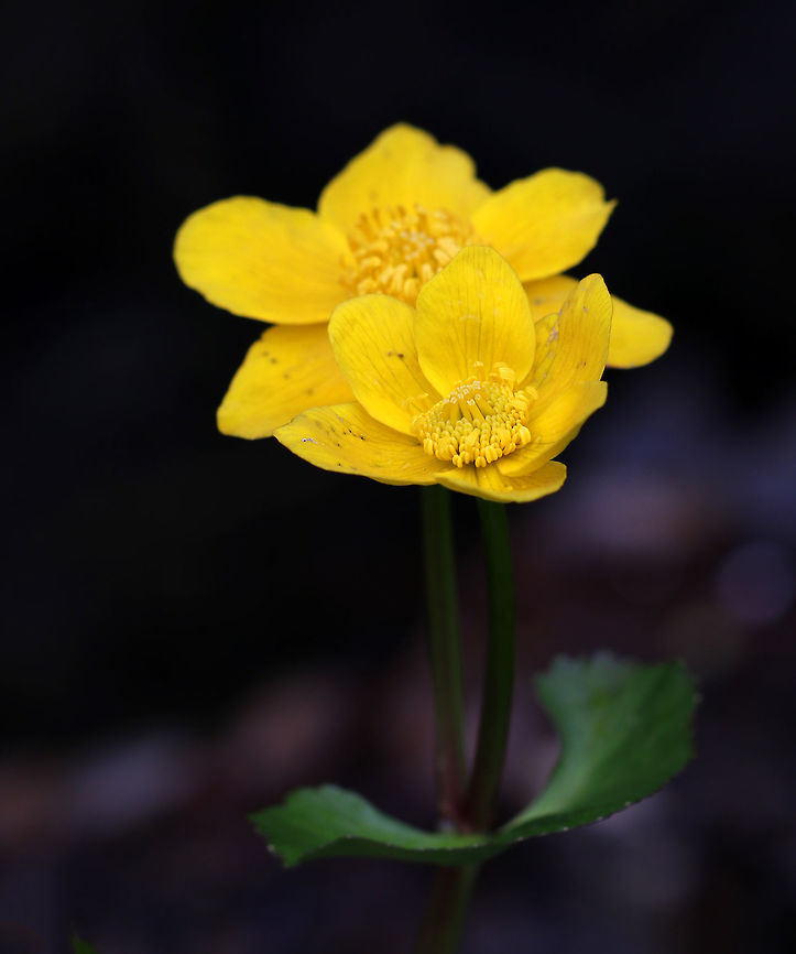 Marsh Marigold - Caltha palustris A perennial, herbaceous plant with heart or kidney-shaped leaves and thick, hollow stems that will bear yellow flowers. The flowers were starting to fade. <br />
<br />
Consuming large quantities of this plant may cause convulsions, vomiting, bloody diarrhea, and fainting. Contact of the skin with the plant&#039;s juices can cause blistering.<br />
<br />
Habitat: Woodland stream<br />
<figure class="photo"><a href="https://www.jungledragon.com/image/78375/marsh_marigold_-_caltha_palustris.html" title="Marsh Marigold - Caltha palustris"><img src="https://s3.amazonaws.com/media.jungledragon.com/images/3232/78375_thumb.jpg?AWSAccessKeyId=05GMT0V3GWVNE7GGM1R2&Expires=1759968010&Signature=i2qqsKrPGJUi7IRwMxXy7DL42wc%3D" width="200" height="160" alt="Marsh Marigold - Caltha palustris A perennial, herbaceous plant with heart or kidney-shaped leaves and thick, hollow stems that will bear yellow flowers. The flowers were starting to fade. <br />
<br />
Consuming large quantities of this plant may cause convulsions, vomiting, bloody diarrhea, and fainting. Contact of the skin with the plant&#039;s juices can cause blistering.<br />
<br />
Habitat: Woodland stream<br />
https://www.jungledragon.com/image/78374/marsh_marigold_-_caltha_palustris.html Caltha palustris,Geotagged,Marsh-marigold,Spring,United States" /></a></figure> Caltha palustris,Geotagged,Marsh-marigold,Spring,United States