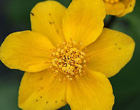Marsh Marigold - Caltha palustris A perennial, herbaceous plant with heart or kidney-shaped leaves and thick, hollow stems that will bear yellow flowers. The flowers were starting to fade. <br />
<br />
Consuming large quantities of this plant may cause convulsions, vomiting, bloody diarrhea, and fainting. Contact of the skin with the plant's juices can cause blistering.<br />
<br />
Habitat: Woodland stream<br />
https://www.jungledragon.com/image/78374/marsh_marigold_-_caltha_palustris.html Caltha palustris,Geotagged,Marsh-marigold,Spring,United States