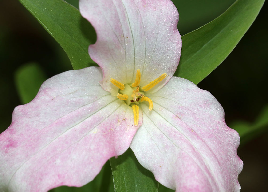 Great White Trillium - Trillium grandiflorum White petals with a pink blush that sometimes comes with age. The flower arises above a whorl of three, leaf-like bracts. Great White Trillium is a spring ephemeral, whose life cycle is synchronized with the forest in which it lives.<br />
<br />
Habitat: Forested wetland Geotagged,Great white trillium,Spring,Trillium grandiflorum,United States,trillium