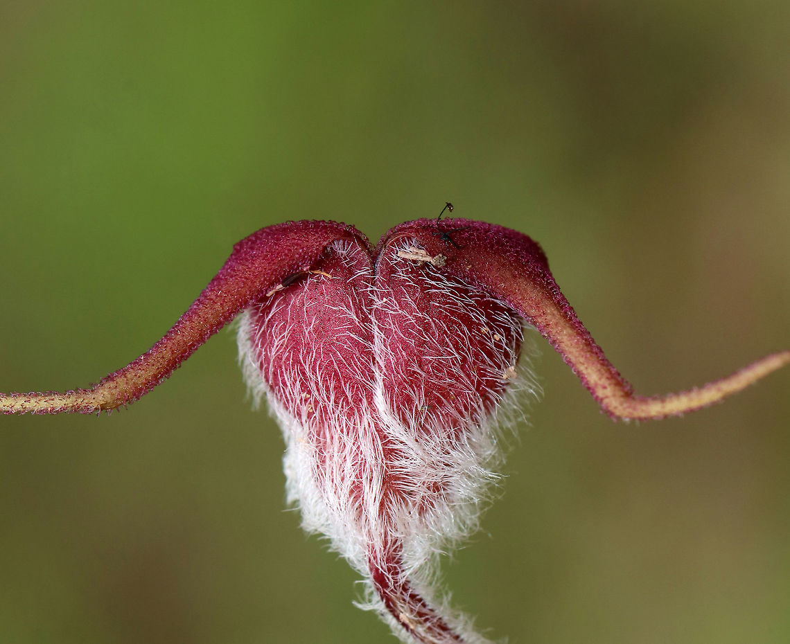 Wild Ginger - Asarum canadense The wild ginger is up! The plants are softly pubescent (aka, very hairy), especially the leaf petiole and flower. The flowers are located at the base of the plant - lying adjacent to the ground. <br />
<br />
The flowers attract small, pollinating flies that emerge from the ground during early spring looking for a thawing carcass to munch on. Its position on the ground allows it to be readily found by the emerging flies. The color of the flowers is similar to that of decomposing flesh. So, the flies enter the flowers and feast upon the pollen. Some of the pollen attaches to their bodies and is taken with them when they visit the next wild ginger flower. <br />
<br />
Habitat: Forested wetland<br />
<figure class="photo"><a href="https://www.jungledragon.com/image/78379/wild_ginger_-_asarum_canadense.html" title="Wild Ginger - Asarum canadense"><img src="https://s3.amazonaws.com/media.jungledragon.com/images/3232/78379_thumb.jpg?AWSAccessKeyId=05GMT0V3GWVNE7GGM1R2&Expires=1769040010&Signature=9VBXbgCtgvCPkSvHqxCV2tDuDRQ%3D" width="200" height="152" alt="Wild Ginger - Asarum canadense The wild ginger is up! The plants are softly pubescent (aka, very hairy), especially the leaf petiole and flower. The flowers are located at the base of the plant - lying adjacent to the ground. <br />
<br />
The flowers attract small, pollinating flies that emerge from the ground during early spring looking for a thawing carcass to munch on. Its position on the ground allows it to be readily found by the emerging flies. The color of the flowers is similar to that of decomposing flesh. So, the flies enter the flowers and feast upon the pollen. Some of the pollen attaches to their bodies and is taken with them when they visit the next wild ginger flower.<br />
<br />
<br />
Habitat: Forested wetland<br />
https://www.jungledragon.com/image/78381/wild_ginger_-_asarum_canadense.html<br />
https://www.jungledragon.com/image/78380/wild_ginger_-_asarum_canadense.html<br />
https://www.jungledragon.com/image/78377/wild_ginger_-_asarum_canadense.html Asarum,Asarum canadense,Canada wild ginger,Geotagged,Spring,United States,wild ginger" /></a></figure><br />
<figure class="photo"><a href="https://www.jungledragon.com/image/78380/wild_ginger_-_asarum_canadense.html" title="Wild Ginger - Asarum canadense"><img src="https://s3.amazonaws.com/media.jungledragon.com/images/3232/78380_thumb.jpg?AWSAccessKeyId=05GMT0V3GWVNE7GGM1R2&Expires=1769040010&Signature=qeZ0MRWnOzrrVXp5D%2FbCMNOi5IM%3D" width="200" height="166" alt="Wild Ginger - Asarum canadense The wild ginger is up! The plants are softly pubescent (aka, very hairy), especially the leaf petiole and flower. The flowers are located at the base of the plant - lying adjacent to the ground. <br />
<br />
The flowers attract small, pollinating flies that emerge from the ground during early spring looking for a thawing carcass to munch on. Its position on the ground allows it to be readily found by the emerging flies. The color of the flowers is similar to that of decomposing flesh. So, the flies enter the flowers and feast upon the pollen. Some of the pollen attaches to their bodies and is taken with them when they visit the next wild ginger flower.<br />
<br />
<br />
Habitat: Forested wetland<br />
https://www.jungledragon.com/image/78381/wild_ginger_-_asarum_canadense.html<br />
https://www.jungledragon.com/image/78379/wild_ginger_-_asarum_canadense.html<br />
https://www.jungledragon.com/image/78379/wild_ginger_-_asarum_canadense.html Asarum canadense,Canada wild ginger,Geotagged,Spring,United States" /></a></figure><br />
<figure class="photo"><a href="https://www.jungledragon.com/image/78381/wild_ginger_-_asarum_canadense.html" title="Wild Ginger - Asarum canadense"><img src="https://s3.amazonaws.com/media.jungledragon.com/images/3232/78381_thumb.jpg?AWSAccessKeyId=05GMT0V3GWVNE7GGM1R2&Expires=1769040010&Signature=%2BHFftSOZWwv0WfQT%2FmJEO9%2Bu4oA%3D" width="200" height="166" alt="Wild Ginger - Asarum canadense The wild ginger is up! The plants are softly pubescent (aka, very hairy), especially the leaf petiole and flower. The flowers are located at the base of the plant - lying adjacent to the ground. <br />
<br />
The flowers attract small, pollinating flies that emerge from the ground during early spring looking for a thawing carcass to munch on. Its position on the ground allows it to be readily found by the emerging flies. The color of the flowers is similar to that of decomposing flesh. So, the flies enter the flowers and feast upon the pollen. Some of the pollen attaches to their bodies and is taken with them when they visit the next wild ginger flower.<br />
 <br />
<br />
Habitat: Forested wetland<br />
https://www.jungledragon.com/image/78380/wild_ginger_-_asarum_canadense.html<br />
https://www.jungledragon.com/image/78379/wild_ginger_-_asarum_canadense.html<br />
https://www.jungledragon.com/image/78377/wild_ginger_-_asarum_canadense.html Asarum canadense,Canada wild ginger,Geotagged,Spring,United States" /></a></figure> Asarum canadense,Canada wild ginger,Geotagged,Spring,United States,asarum,ginger,wild ginger