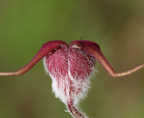Wild Ginger - Asarum canadense The wild ginger is up! The plants are softly pubescent (aka, very hairy), especially the leaf petiole and flower. The flowers are located at the base of the plant - lying adjacent to the ground. 

The flowers attract small, pollinating flies that emerge from the ground during early spring looking for a thawing carcass to munch on. Its position on the ground allows it to be readily found by the emerging flies. The color of the flowers is similar to that of decomposing flesh. So, the flies enter the flowers and feast upon the pollen. Some of the pollen attaches to their bodies and is taken with them when they visit the next wild ginger flower. 

Habitat: Forested wetland
https://www.jungledragon.com/image/78379/wild_ginger_-_asarum_canadense.html
https://www.jungledragon.com/image/78380/wild_ginger_-_asarum_canadense.html
https://www.jungledragon.com/image/78381/wild_ginger_-_asarum_canadense.html Asarum canadense,Canada wild ginger,Geotagged,Spring,United States,asarum,ginger,wild ginger