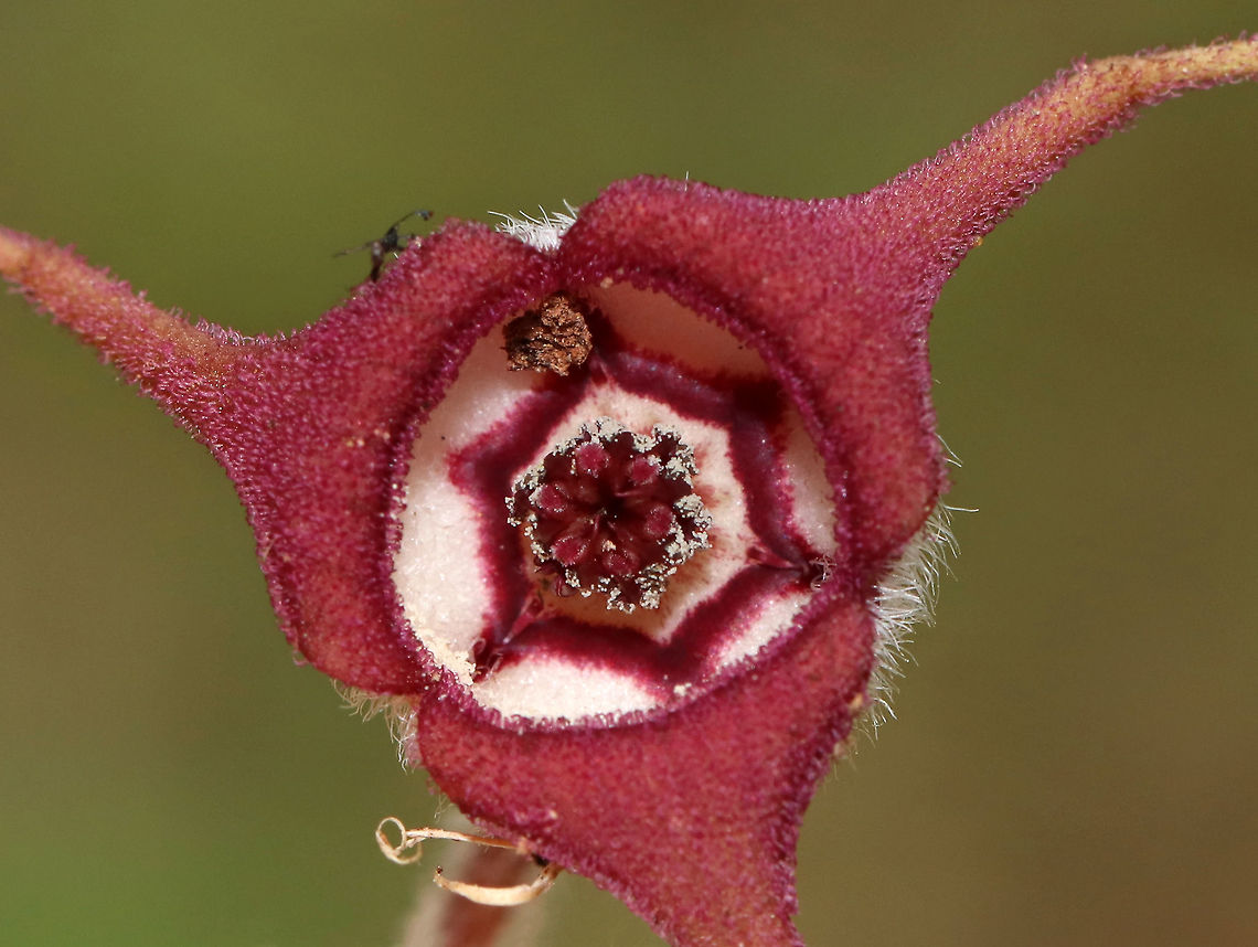Wild Ginger - Asarum canadense The wild ginger is up! The plants are softly pubescent (aka, very hairy), especially the leaf petiole and flower. The flowers are located at the base of the plant - lying adjacent to the ground. <br />
<br />
The flowers attract small, pollinating flies that emerge from the ground during early spring looking for a thawing carcass to munch on. Its position on the ground allows it to be readily found by the emerging flies. The color of the flowers is similar to that of decomposing flesh. So, the flies enter the flowers and feast upon the pollen. Some of the pollen attaches to their bodies and is taken with them when they visit the next wild ginger flower.<br />
<br />
<br />
Habitat: Forested wetland<br />
<figure class="photo"><a href="https://www.jungledragon.com/image/78381/wild_ginger_-_asarum_canadense.html" title="Wild Ginger - Asarum canadense"><img src="https://s3.amazonaws.com/media.jungledragon.com/images/3232/78381_thumb.jpg?AWSAccessKeyId=05GMT0V3GWVNE7GGM1R2&Expires=1769040010&Signature=%2BHFftSOZWwv0WfQT%2FmJEO9%2Bu4oA%3D" width="200" height="166" alt="Wild Ginger - Asarum canadense The wild ginger is up! The plants are softly pubescent (aka, very hairy), especially the leaf petiole and flower. The flowers are located at the base of the plant - lying adjacent to the ground. <br />
<br />
The flowers attract small, pollinating flies that emerge from the ground during early spring looking for a thawing carcass to munch on. Its position on the ground allows it to be readily found by the emerging flies. The color of the flowers is similar to that of decomposing flesh. So, the flies enter the flowers and feast upon the pollen. Some of the pollen attaches to their bodies and is taken with them when they visit the next wild ginger flower.<br />
 <br />
<br />
Habitat: Forested wetland<br />
https://www.jungledragon.com/image/78380/wild_ginger_-_asarum_canadense.html<br />
https://www.jungledragon.com/image/78379/wild_ginger_-_asarum_canadense.html<br />
https://www.jungledragon.com/image/78377/wild_ginger_-_asarum_canadense.html Asarum canadense,Canada wild ginger,Geotagged,Spring,United States" /></a></figure><br />
<figure class="photo"><a href="https://www.jungledragon.com/image/78380/wild_ginger_-_asarum_canadense.html" title="Wild Ginger - Asarum canadense"><img src="https://s3.amazonaws.com/media.jungledragon.com/images/3232/78380_thumb.jpg?AWSAccessKeyId=05GMT0V3GWVNE7GGM1R2&Expires=1769040010&Signature=qeZ0MRWnOzrrVXp5D%2FbCMNOi5IM%3D" width="200" height="166" alt="Wild Ginger - Asarum canadense The wild ginger is up! The plants are softly pubescent (aka, very hairy), especially the leaf petiole and flower. The flowers are located at the base of the plant - lying adjacent to the ground. <br />
<br />
The flowers attract small, pollinating flies that emerge from the ground during early spring looking for a thawing carcass to munch on. Its position on the ground allows it to be readily found by the emerging flies. The color of the flowers is similar to that of decomposing flesh. So, the flies enter the flowers and feast upon the pollen. Some of the pollen attaches to their bodies and is taken with them when they visit the next wild ginger flower.<br />
<br />
<br />
Habitat: Forested wetland<br />
https://www.jungledragon.com/image/78381/wild_ginger_-_asarum_canadense.html<br />
https://www.jungledragon.com/image/78379/wild_ginger_-_asarum_canadense.html<br />
https://www.jungledragon.com/image/78379/wild_ginger_-_asarum_canadense.html Asarum canadense,Canada wild ginger,Geotagged,Spring,United States" /></a></figure><br />
<figure class="photo"><a href="https://www.jungledragon.com/image/78377/wild_ginger_-_asarum_canadense.html" title="Wild Ginger - Asarum canadense"><img src="https://s3.amazonaws.com/media.jungledragon.com/images/3232/78377_thumb.jpg?AWSAccessKeyId=05GMT0V3GWVNE7GGM1R2&Expires=1769040010&Signature=mQLCMPGa0DcgAPY0YrypKg85sLU%3D" width="200" height="164" alt="Wild Ginger - Asarum canadense The wild ginger is up! The plants are softly pubescent (aka, very hairy), especially the leaf petiole and flower. The flowers are located at the base of the plant - lying adjacent to the ground. <br />
<br />
The flowers attract small, pollinating flies that emerge from the ground during early spring looking for a thawing carcass to munch on. Its position on the ground allows it to be readily found by the emerging flies. The color of the flowers is similar to that of decomposing flesh. So, the flies enter the flowers and feast upon the pollen. Some of the pollen attaches to their bodies and is taken with them when they visit the next wild ginger flower. <br />
<br />
Habitat: Forested wetland<br />
https://www.jungledragon.com/image/78379/wild_ginger_-_asarum_canadense.html<br />
https://www.jungledragon.com/image/78380/wild_ginger_-_asarum_canadense.html<br />
https://www.jungledragon.com/image/78381/wild_ginger_-_asarum_canadense.html Asarum canadense,Canada wild ginger,Geotagged,Spring,United States,asarum,ginger,wild ginger" /></a></figure> Asarum,Asarum canadense,Canada wild ginger,Geotagged,Spring,United States,wild ginger