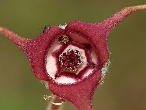 Wild Ginger - Asarum canadense The wild ginger is up! The plants are softly pubescent (aka, very hairy), especially the leaf petiole and flower. The flowers are located at the base of the plant - lying adjacent to the ground. 

The flowers attract small, pollinating flies that emerge from the ground during early spring looking for a thawing carcass to munch on. Its position on the ground allows it to be readily found by the emerging flies. The color of the flowers is similar to that of decomposing flesh. So, the flies enter the flowers and feast upon the pollen. Some of the pollen attaches to their bodies and is taken with them when they visit the next wild ginger flower.


Habitat: Forested wetland
https://www.jungledragon.com/image/78381/wild_ginger_-_asarum_canadense.html
https://www.jungledragon.com/image/78380/wild_ginger_-_asarum_canadense.html
https://www.jungledragon.com/image/78377/wild_ginger_-_asarum_canadense.html Asarum,Asarum canadense,Canada wild ginger,Geotagged,Spring,United States,wild ginger