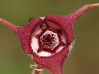 Wild Ginger - Asarum canadense The wild ginger is up! The plants are softly pubescent (aka, very hairy), especially the leaf petiole and flower. The flowers are located at the base of the plant - lying adjacent to the ground. <br />
<br />
The flowers attract small, pollinating flies that emerge from the ground during early spring looking for a thawing carcass to munch on. Its position on the ground allows it to be readily found by the emerging flies. The color of the flowers is similar to that of decomposing flesh. So, the flies enter the flowers and feast upon the pollen. Some of the pollen attaches to their bodies and is taken with them when they visit the next wild ginger flower.<br />
<br />
<br />
Habitat: Forested wetland<br />
https://www.jungledragon.com/image/78381/wild_ginger_-_asarum_canadense.html<br />
https://www.jungledragon.com/image/78380/wild_ginger_-_asarum_canadense.html<br />
https://www.jungledragon.com/image/78377/wild_ginger_-_asarum_canadense.html Asarum,Asarum canadense,Canada wild ginger,Geotagged,Spring,United States,wild ginger