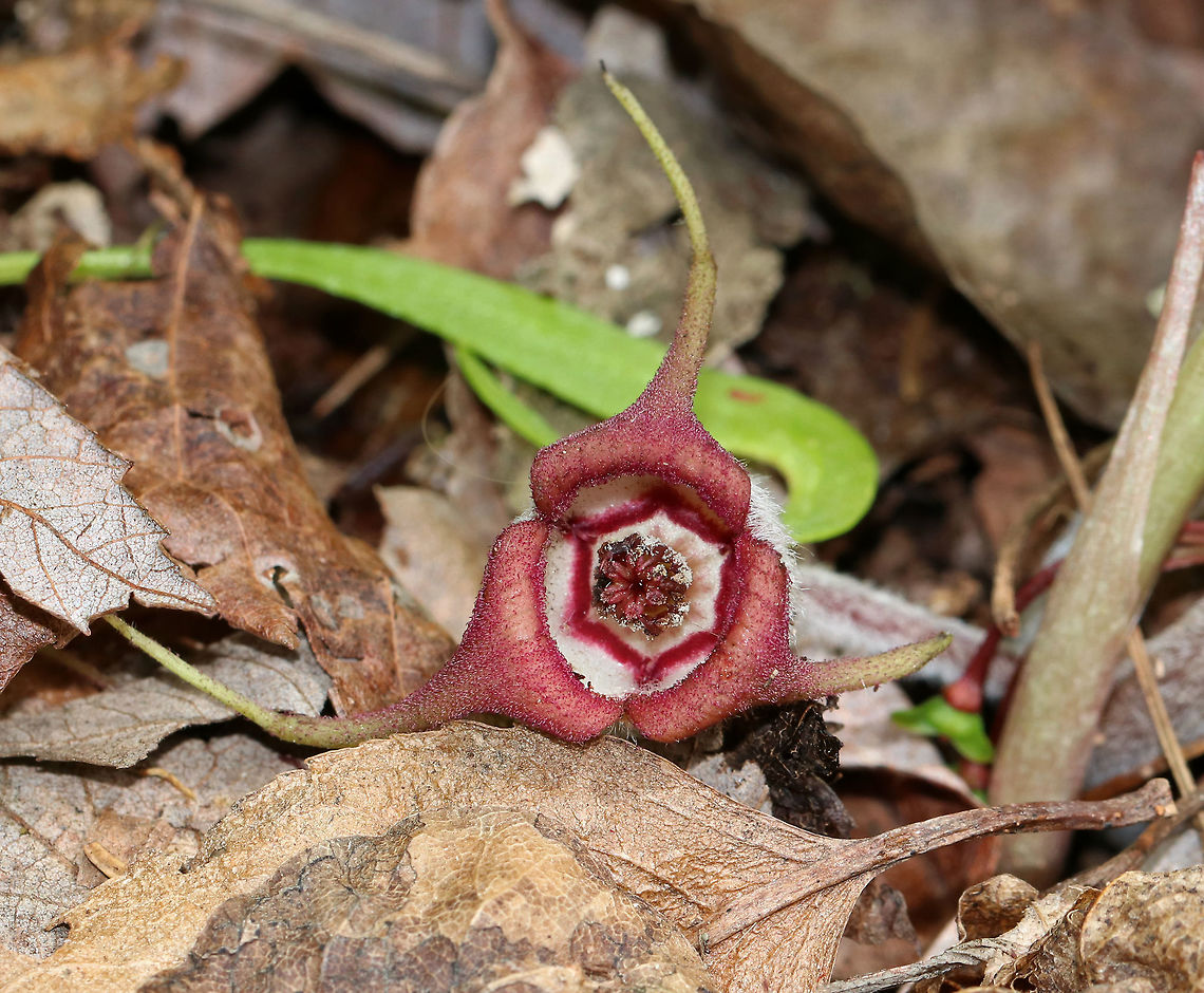 Wild Ginger - Asarum canadense The wild ginger is up! The plants are softly pubescent (aka, very hairy), especially the leaf petiole and flower. The flowers are located at the base of the plant - lying adjacent to the ground. <br />
<br />
The flowers attract small, pollinating flies that emerge from the ground during early spring looking for a thawing carcass to munch on. Its position on the ground allows it to be readily found by the emerging flies. The color of the flowers is similar to that of decomposing flesh. So, the flies enter the flowers and feast upon the pollen. Some of the pollen attaches to their bodies and is taken with them when they visit the next wild ginger flower.<br />
<br />
<br />
Habitat: Forested wetland<br />
<figure class="photo"><a href="https://www.jungledragon.com/image/78381/wild_ginger_-_asarum_canadense.html" title="Wild Ginger - Asarum canadense"><img src="https://s3.amazonaws.com/media.jungledragon.com/images/3232/78381_thumb.jpg?AWSAccessKeyId=05GMT0V3GWVNE7GGM1R2&Expires=1759968010&Signature=3dcIYAODkGt3YKn0JlHXO4Ojqnw%3D" width="200" height="166" alt="Wild Ginger - Asarum canadense The wild ginger is up! The plants are softly pubescent (aka, very hairy), especially the leaf petiole and flower. The flowers are located at the base of the plant - lying adjacent to the ground. <br />
<br />
The flowers attract small, pollinating flies that emerge from the ground during early spring looking for a thawing carcass to munch on. Its position on the ground allows it to be readily found by the emerging flies. The color of the flowers is similar to that of decomposing flesh. So, the flies enter the flowers and feast upon the pollen. Some of the pollen attaches to their bodies and is taken with them when they visit the next wild ginger flower.<br />
 <br />
<br />
Habitat: Forested wetland<br />
https://www.jungledragon.com/image/78380/wild_ginger_-_asarum_canadense.html<br />
https://www.jungledragon.com/image/78379/wild_ginger_-_asarum_canadense.html<br />
https://www.jungledragon.com/image/78377/wild_ginger_-_asarum_canadense.html Asarum canadense,Canada wild ginger,Geotagged,Spring,United States" /></a></figure><br />
<figure class="photo"><a href="https://www.jungledragon.com/image/78379/wild_ginger_-_asarum_canadense.html" title="Wild Ginger - Asarum canadense"><img src="https://s3.amazonaws.com/media.jungledragon.com/images/3232/78379_thumb.jpg?AWSAccessKeyId=05GMT0V3GWVNE7GGM1R2&Expires=1759968010&Signature=OZShU4YoXWWn34IGCXeRsGTubps%3D" width="200" height="152" alt="Wild Ginger - Asarum canadense The wild ginger is up! The plants are softly pubescent (aka, very hairy), especially the leaf petiole and flower. The flowers are located at the base of the plant - lying adjacent to the ground. <br />
<br />
The flowers attract small, pollinating flies that emerge from the ground during early spring looking for a thawing carcass to munch on. Its position on the ground allows it to be readily found by the emerging flies. The color of the flowers is similar to that of decomposing flesh. So, the flies enter the flowers and feast upon the pollen. Some of the pollen attaches to their bodies and is taken with them when they visit the next wild ginger flower.<br />
<br />
<br />
Habitat: Forested wetland<br />
https://www.jungledragon.com/image/78381/wild_ginger_-_asarum_canadense.html<br />
https://www.jungledragon.com/image/78380/wild_ginger_-_asarum_canadense.html<br />
https://www.jungledragon.com/image/78377/wild_ginger_-_asarum_canadense.html Asarum,Asarum canadense,Canada wild ginger,Geotagged,Spring,United States,wild ginger" /></a></figure><br />
<figure class="photo"><a href="https://www.jungledragon.com/image/78379/wild_ginger_-_asarum_canadense.html" title="Wild Ginger - Asarum canadense"><img src="https://s3.amazonaws.com/media.jungledragon.com/images/3232/78379_thumb.jpg?AWSAccessKeyId=05GMT0V3GWVNE7GGM1R2&Expires=1759968010&Signature=OZShU4YoXWWn34IGCXeRsGTubps%3D" width="200" height="152" alt="Wild Ginger - Asarum canadense The wild ginger is up! The plants are softly pubescent (aka, very hairy), especially the leaf petiole and flower. The flowers are located at the base of the plant - lying adjacent to the ground. <br />
<br />
The flowers attract small, pollinating flies that emerge from the ground during early spring looking for a thawing carcass to munch on. Its position on the ground allows it to be readily found by the emerging flies. The color of the flowers is similar to that of decomposing flesh. So, the flies enter the flowers and feast upon the pollen. Some of the pollen attaches to their bodies and is taken with them when they visit the next wild ginger flower.<br />
<br />
<br />
Habitat: Forested wetland<br />
https://www.jungledragon.com/image/78381/wild_ginger_-_asarum_canadense.html<br />
https://www.jungledragon.com/image/78380/wild_ginger_-_asarum_canadense.html<br />
https://www.jungledragon.com/image/78377/wild_ginger_-_asarum_canadense.html Asarum,Asarum canadense,Canada wild ginger,Geotagged,Spring,United States,wild ginger" /></a></figure> Asarum canadense,Canada wild ginger,Geotagged,Spring,United States