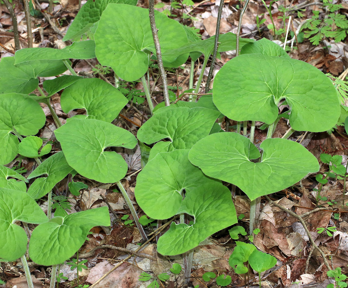 Wild Ginger - Asarum canadense The wild ginger is up! The plants are softly pubescent (aka, very hairy), especially the leaf petiole and flower. The flowers are located at the base of the plant - lying adjacent to the ground. <br />
<br />
The flowers attract small, pollinating flies that emerge from the ground during early spring looking for a thawing carcass to munch on. Its position on the ground allows it to be readily found by the emerging flies. The color of the flowers is similar to that of decomposing flesh. So, the flies enter the flowers and feast upon the pollen. Some of the pollen attaches to their bodies and is taken with them when they visit the next wild ginger flower.<br />
 <br />
<br />
Habitat: Forested wetland<br />
<figure class="photo"><a href="https://www.jungledragon.com/image/78380/wild_ginger_-_asarum_canadense.html" title="Wild Ginger - Asarum canadense"><img src="https://s3.amazonaws.com/media.jungledragon.com/images/3232/78380_thumb.jpg?AWSAccessKeyId=05GMT0V3GWVNE7GGM1R2&Expires=1769040010&Signature=qeZ0MRWnOzrrVXp5D%2FbCMNOi5IM%3D" width="200" height="166" alt="Wild Ginger - Asarum canadense The wild ginger is up! The plants are softly pubescent (aka, very hairy), especially the leaf petiole and flower. The flowers are located at the base of the plant - lying adjacent to the ground. <br />
<br />
The flowers attract small, pollinating flies that emerge from the ground during early spring looking for a thawing carcass to munch on. Its position on the ground allows it to be readily found by the emerging flies. The color of the flowers is similar to that of decomposing flesh. So, the flies enter the flowers and feast upon the pollen. Some of the pollen attaches to their bodies and is taken with them when they visit the next wild ginger flower.<br />
<br />
<br />
Habitat: Forested wetland<br />
https://www.jungledragon.com/image/78381/wild_ginger_-_asarum_canadense.html<br />
https://www.jungledragon.com/image/78379/wild_ginger_-_asarum_canadense.html<br />
https://www.jungledragon.com/image/78379/wild_ginger_-_asarum_canadense.html Asarum canadense,Canada wild ginger,Geotagged,Spring,United States" /></a></figure><br />
<figure class="photo"><a href="https://www.jungledragon.com/image/78379/wild_ginger_-_asarum_canadense.html" title="Wild Ginger - Asarum canadense"><img src="https://s3.amazonaws.com/media.jungledragon.com/images/3232/78379_thumb.jpg?AWSAccessKeyId=05GMT0V3GWVNE7GGM1R2&Expires=1769040010&Signature=9VBXbgCtgvCPkSvHqxCV2tDuDRQ%3D" width="200" height="152" alt="Wild Ginger - Asarum canadense The wild ginger is up! The plants are softly pubescent (aka, very hairy), especially the leaf petiole and flower. The flowers are located at the base of the plant - lying adjacent to the ground. <br />
<br />
The flowers attract small, pollinating flies that emerge from the ground during early spring looking for a thawing carcass to munch on. Its position on the ground allows it to be readily found by the emerging flies. The color of the flowers is similar to that of decomposing flesh. So, the flies enter the flowers and feast upon the pollen. Some of the pollen attaches to their bodies and is taken with them when they visit the next wild ginger flower.<br />
<br />
<br />
Habitat: Forested wetland<br />
https://www.jungledragon.com/image/78381/wild_ginger_-_asarum_canadense.html<br />
https://www.jungledragon.com/image/78380/wild_ginger_-_asarum_canadense.html<br />
https://www.jungledragon.com/image/78377/wild_ginger_-_asarum_canadense.html Asarum,Asarum canadense,Canada wild ginger,Geotagged,Spring,United States,wild ginger" /></a></figure><br />
<figure class="photo"><a href="https://www.jungledragon.com/image/78377/wild_ginger_-_asarum_canadense.html" title="Wild Ginger - Asarum canadense"><img src="https://s3.amazonaws.com/media.jungledragon.com/images/3232/78377_thumb.jpg?AWSAccessKeyId=05GMT0V3GWVNE7GGM1R2&Expires=1769040010&Signature=mQLCMPGa0DcgAPY0YrypKg85sLU%3D" width="200" height="164" alt="Wild Ginger - Asarum canadense The wild ginger is up! The plants are softly pubescent (aka, very hairy), especially the leaf petiole and flower. The flowers are located at the base of the plant - lying adjacent to the ground. <br />
<br />
The flowers attract small, pollinating flies that emerge from the ground during early spring looking for a thawing carcass to munch on. Its position on the ground allows it to be readily found by the emerging flies. The color of the flowers is similar to that of decomposing flesh. So, the flies enter the flowers and feast upon the pollen. Some of the pollen attaches to their bodies and is taken with them when they visit the next wild ginger flower. <br />
<br />
Habitat: Forested wetland<br />
https://www.jungledragon.com/image/78379/wild_ginger_-_asarum_canadense.html<br />
https://www.jungledragon.com/image/78380/wild_ginger_-_asarum_canadense.html<br />
https://www.jungledragon.com/image/78381/wild_ginger_-_asarum_canadense.html Asarum canadense,Canada wild ginger,Geotagged,Spring,United States,asarum,ginger,wild ginger" /></a></figure> Asarum canadense,Canada wild ginger,Geotagged,Spring,United States