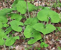 Wild Ginger - Asarum canadense The wild ginger is up! The plants are softly pubescent (aka, very hairy), especially the leaf petiole and flower. The flowers are located at the base of the plant - lying adjacent to the ground. <br />
<br />
The flowers attract small, pollinating flies that emerge from the ground during early spring looking for a thawing carcass to munch on. Its position on the ground allows it to be readily found by the emerging flies. The color of the flowers is similar to that of decomposing flesh. So, the flies enter the flowers and feast upon the pollen. Some of the pollen attaches to their bodies and is taken with them when they visit the next wild ginger flower.<br />
 <br />
<br />
Habitat: Forested wetland<br />
https://www.jungledragon.com/image/78380/wild_ginger_-_asarum_canadense.html<br />
https://www.jungledragon.com/image/78379/wild_ginger_-_asarum_canadense.html<br />
https://www.jungledragon.com/image/78377/wild_ginger_-_asarum_canadense.html Asarum canadense,Canada wild ginger,Geotagged,Spring,United States