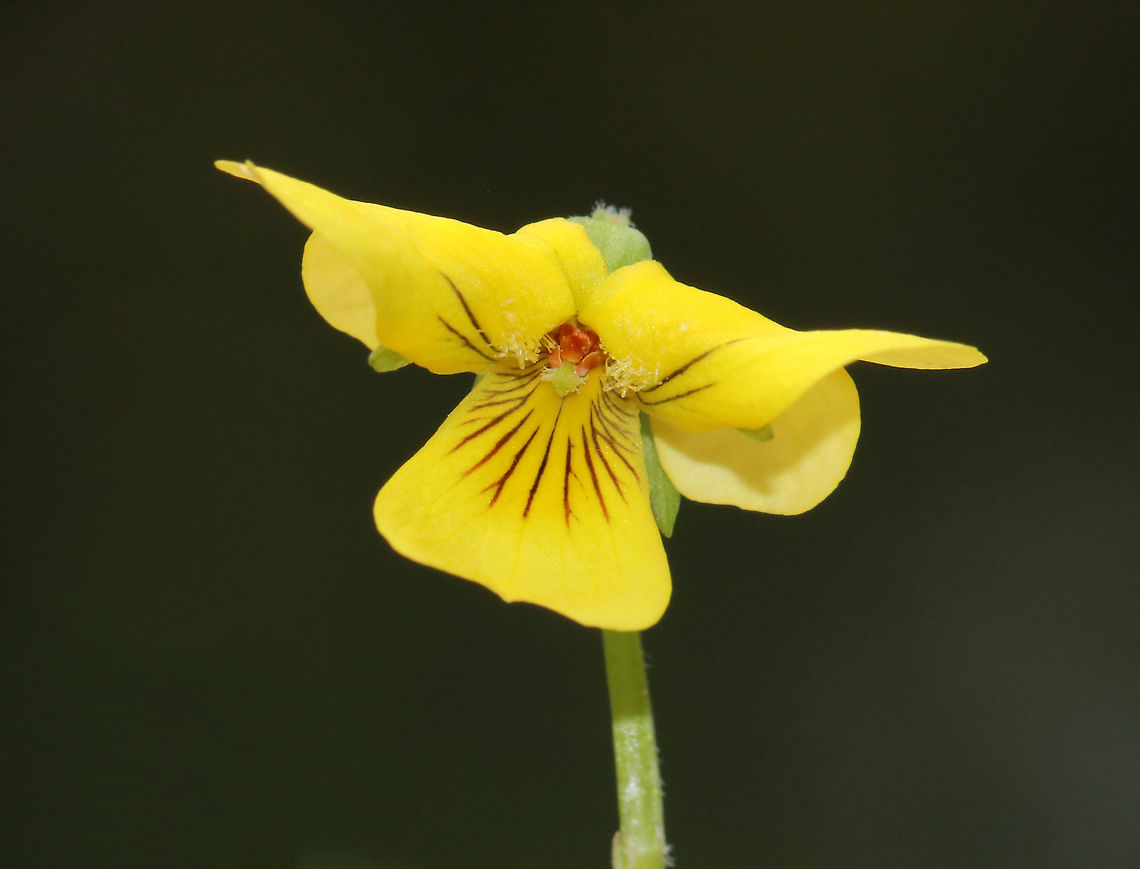Downy Yellow Violet - Viola pubescens Yellow flowers with 5 petals. The lower petals have dark purple veins. Leaves are large, green, and heart-shaped.<br />
<br />
Habitat: Forested wetland<br />
<figure class="photo"><a href="https://www.jungledragon.com/image/78384/downy_yellow_violet_-_viola_pubescens.html" title="Downy Yellow Violet - Viola pubescens"><img src="https://s3.amazonaws.com/media.jungledragon.com/images/3232/78384_thumb.jpg?AWSAccessKeyId=05GMT0V3GWVNE7GGM1R2&Expires=1759968010&Signature=b3WeR3RSixQjMAMJXNRh0gbp6eo%3D" width="200" height="166" alt="Downy Yellow Violet - Viola pubescens Yellow flowers with 5 petals. The lower petals have dark purple veins. Leaves are large, green, and heart-shaped.<br />
<br />
Habitat: Forested wetland<br />
https://www.jungledragon.com/image/78383/downy_yellow_violet_-_viola_pubescens.html<br />
 Downy yellow violet,Geotagged,Spring,United States,Viola pubescens" /></a></figure> Downy yellow violet,Geotagged,Spring,United States,Viola,Viola pubescens