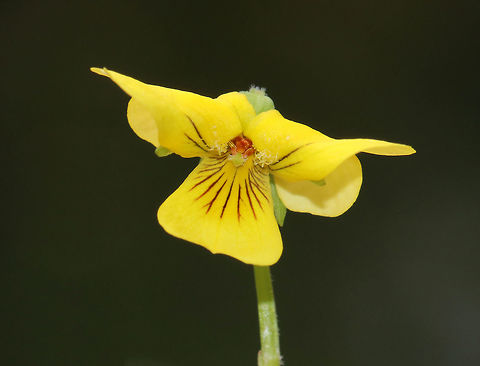 Downy Yellow Violet - Viola pubescens Yellow flowers with 5 petals. The lower petals have dark purple veins. Leaves are large, green, and heart-shaped.

Habitat: Forested wetland
https://www.jungledragon.com/image/78384/downy_yellow_violet_-_viola_pubescens.html Downy yellow violet,Geotagged,Spring,United States,Viola,Viola pubescens