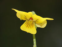 Downy Yellow Violet - Viola pubescens Yellow flowers with 5 petals. The lower petals have dark purple veins. Leaves are large, green, and heart-shaped.<br />
<br />
Habitat: Forested wetland<br />
https://www.jungledragon.com/image/78384/downy_yellow_violet_-_viola_pubescens.html Downy yellow violet,Geotagged,Spring,United States,Viola,Viola pubescens