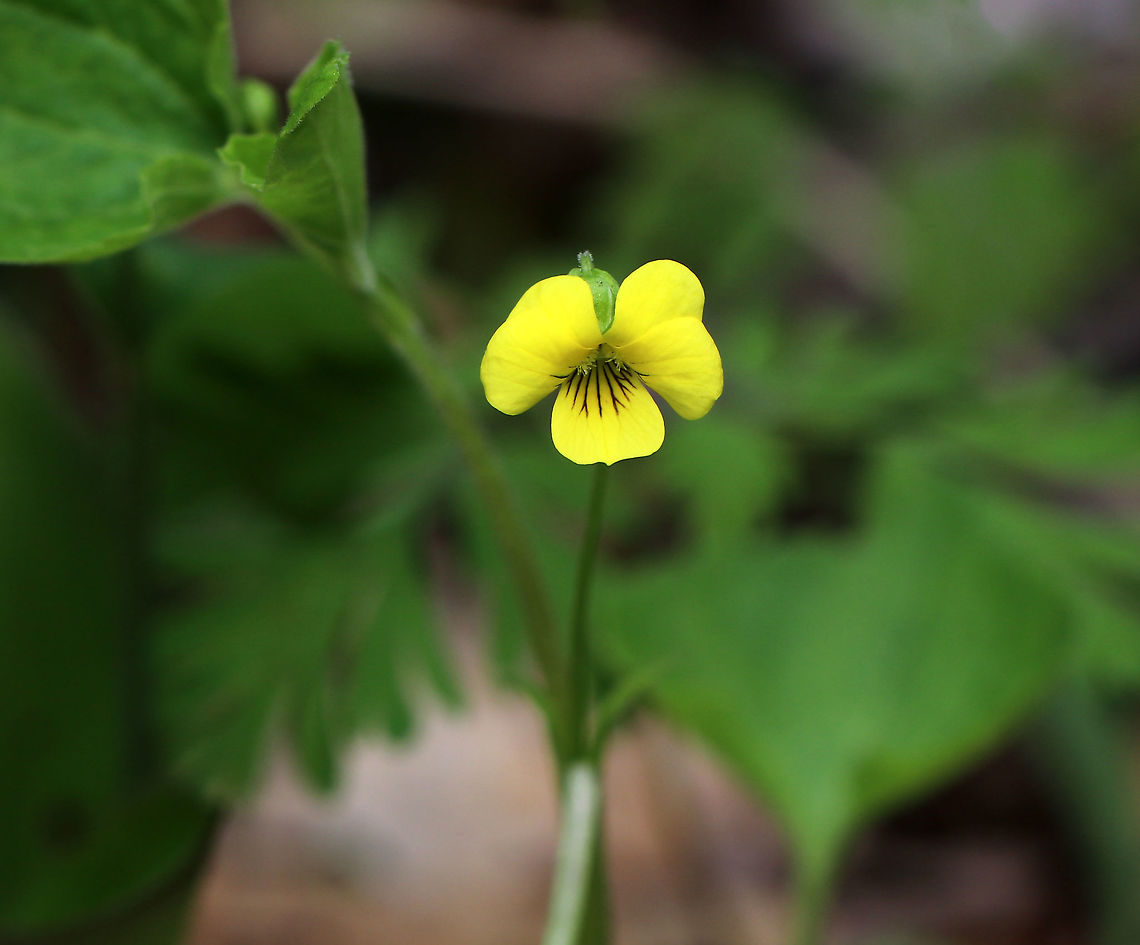 Downy Yellow Violet - Viola pubescens Yellow flowers with 5 petals. The lower petals have dark purple veins. Leaves are large, green, and heart-shaped.<br />
<br />
Habitat: Forested wetland<br />
<figure class="photo"><a href="https://www.jungledragon.com/image/78383/downy_yellow_violet_-_viola_pubescens.html" title="Downy Yellow Violet - Viola pubescens"><img src="https://s3.amazonaws.com/media.jungledragon.com/images/3232/78383_thumb.jpg?AWSAccessKeyId=05GMT0V3GWVNE7GGM1R2&Expires=1759968010&Signature=dF3mYv5rwkJzh83FVgNaOfLsOrs%3D" width="200" height="154" alt="Downy Yellow Violet - Viola pubescens Yellow flowers with 5 petals. The lower petals have dark purple veins. Leaves are large, green, and heart-shaped.<br />
<br />
Habitat: Forested wetland<br />
https://www.jungledragon.com/image/78384/downy_yellow_violet_-_viola_pubescens.html Downy yellow violet,Geotagged,Spring,United States,Viola,Viola pubescens" /></a></figure><br />
 Downy yellow violet,Geotagged,Spring,United States,Viola pubescens
