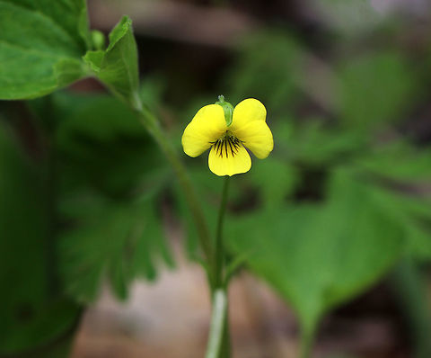 Downy Yellow Violet - Viola pubescens Yellow flowers with 5 petals. The lower petals have dark purple veins. Leaves are large, green, and heart-shaped.

Habitat: Forested wetland
https://www.jungledragon.com/image/78383/downy_yellow_violet_-_viola_pubescens.html
 Downy yellow violet,Geotagged,Spring,United States,Viola pubescens