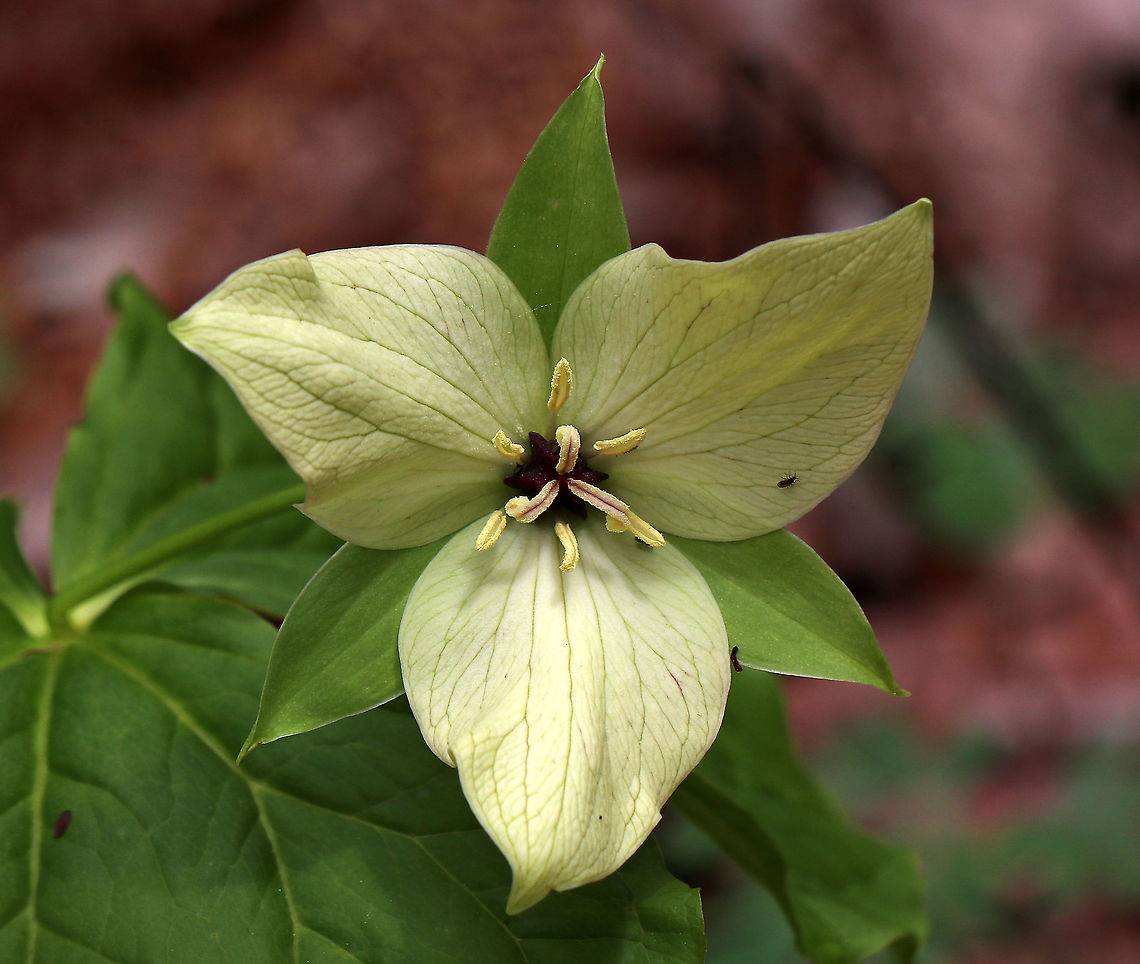 Wet Dog Trillium - Trillium erectum var. album Trillium erectum usually has dark reddish purple petals, but this variety has pale yellow petals with green veins. <br />
<br />
As its common name suggests, it really does smell like a wet dog. The smell attracts its pollinators - carrion flies.<br />
<br />
Habitat: Forested wetland Geotagged,Nodding trillium,Red trillium,Spring,Trillium cernuum,Trillium erectum,United States