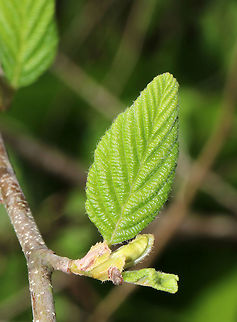 Alder - Alnus incana ssp. rugosa Habitat: Growing in a bog in a mixed forest

https://www.jungledragon.com/image/78343/unknown.html
https://www.jungledragon.com/image/78344/unknown.html Alnus incana,Geotagged,Grey alder,Spring,United States,alder,alnus
