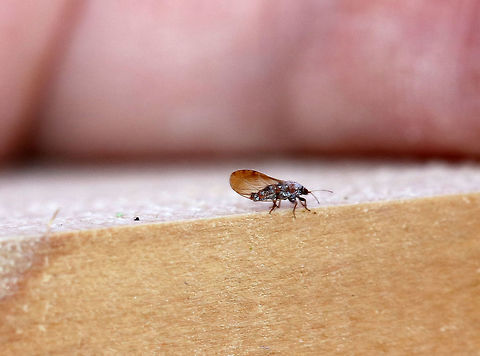 Trioza obtusa This tiny insect was about 3 mm long. It was reddish with a waxy bloom and had brown wings.  Host: Host: Amelanchier canadensis

Habitat: Beside a river in a mixed forest Geotagged,Psylloidea,Spring,Trioza,Trioza obtusa,United States