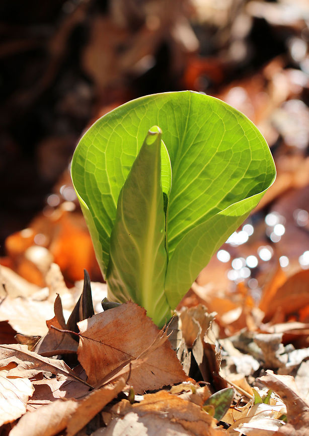 Skunk Cabbage - Symplocarpus foetidus The leaves are opening up, and the plants will soon have huge, green leaves that form a rosette shape. <br />
<br />
Skunk cabbage is not a true cabbage plant, but is a member of a mostly tropical family of plants, Araceae. It gets its name from the pungent skunk-like odor that is released when any part of the plant is broken or damaged, and from its huge, green leaves that grow in a rosette and look somewhat like a cabbage.<br />
<br />
Habitat: Growing throughout a wet forest Eastern skunk cabbage,Geotagged,Spring,Symplocarpus foetidus,United States,skunk cabbage
