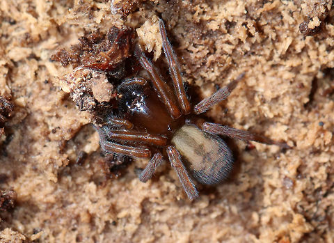 Amaurobius sp.? I'm still trying to determine the species on this spider...

Habitat: Under a rotting log in a disturbed area Amaurobius,Geotagged,Spring,United States,spider