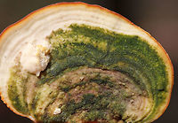 Trametes gibbosa <br />
Habitat: Rotting hardwood<br />
https://www.jungledragon.com/image/78410/trametes_elegans.html<br />
https://www.jungledragon.com/image/78409/trametes_elegans.html Geotagged,Lenzites elegans,Lumpy bracket,Spring,Trametes gibbosa,United States,fungus,trametes,trametes elegans