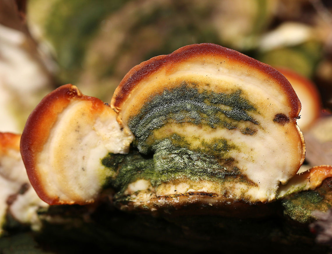 Trametes gibbosa <br />
Habitat: Rotting hardwood<br />
<figure class="photo"><a href="https://www.jungledragon.com/image/78408/trametes_gibbosa.html" title="Trametes gibbosa"><img src="https://s3.amazonaws.com/media.jungledragon.com/images/3232/78408_thumb.jpg?AWSAccessKeyId=05GMT0V3GWVNE7GGM1R2&Expires=1767225610&Signature=lOjQx5uKwlCySLgVAKFKoa41oTY%3D" width="200" height="140" alt="Trametes gibbosa <br />
Habitat: Rotting hardwood<br />
https://www.jungledragon.com/image/78410/trametes_elegans.html<br />
https://www.jungledragon.com/image/78409/trametes_elegans.html Geotagged,Lenzites elegans,Lumpy bracket,Spring,Trametes gibbosa,United States,fungus,trametes,trametes elegans" /></a></figure><br />
<figure class="photo"><a href="https://www.jungledragon.com/image/78410/trametes_gibbosa.html" title="Trametes gibbosa"><img src="https://s3.amazonaws.com/media.jungledragon.com/images/3232/78410_thumb.jpg?AWSAccessKeyId=05GMT0V3GWVNE7GGM1R2&Expires=1767225610&Signature=bZwZhCPWXLZtMABk50gC3loTmtI%3D" width="200" height="168" alt="Trametes gibbosa <br />
Habitat: Rotting hardwood<br />
https://www.jungledragon.com/image/78408/trametes_elegans.html<br />
https://www.jungledragon.com/image/78409/trametes_elegans.html Geotagged,Lenzites elegans,Lumpy bracket,Spring,Trametes gibbosa,United States" /></a></figure> Geotagged,Lenzites elegans,Lumpy bracket,Spring,Trametes gibbosa,United States