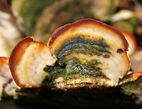 Trametes gibbosa <br />
Habitat: Rotting hardwood<br />
https://www.jungledragon.com/image/78408/trametes_elegans.html<br />
https://www.jungledragon.com/image/78410/trametes_elegans.html Geotagged,Lenzites elegans,Lumpy bracket,Spring,Trametes gibbosa,United States