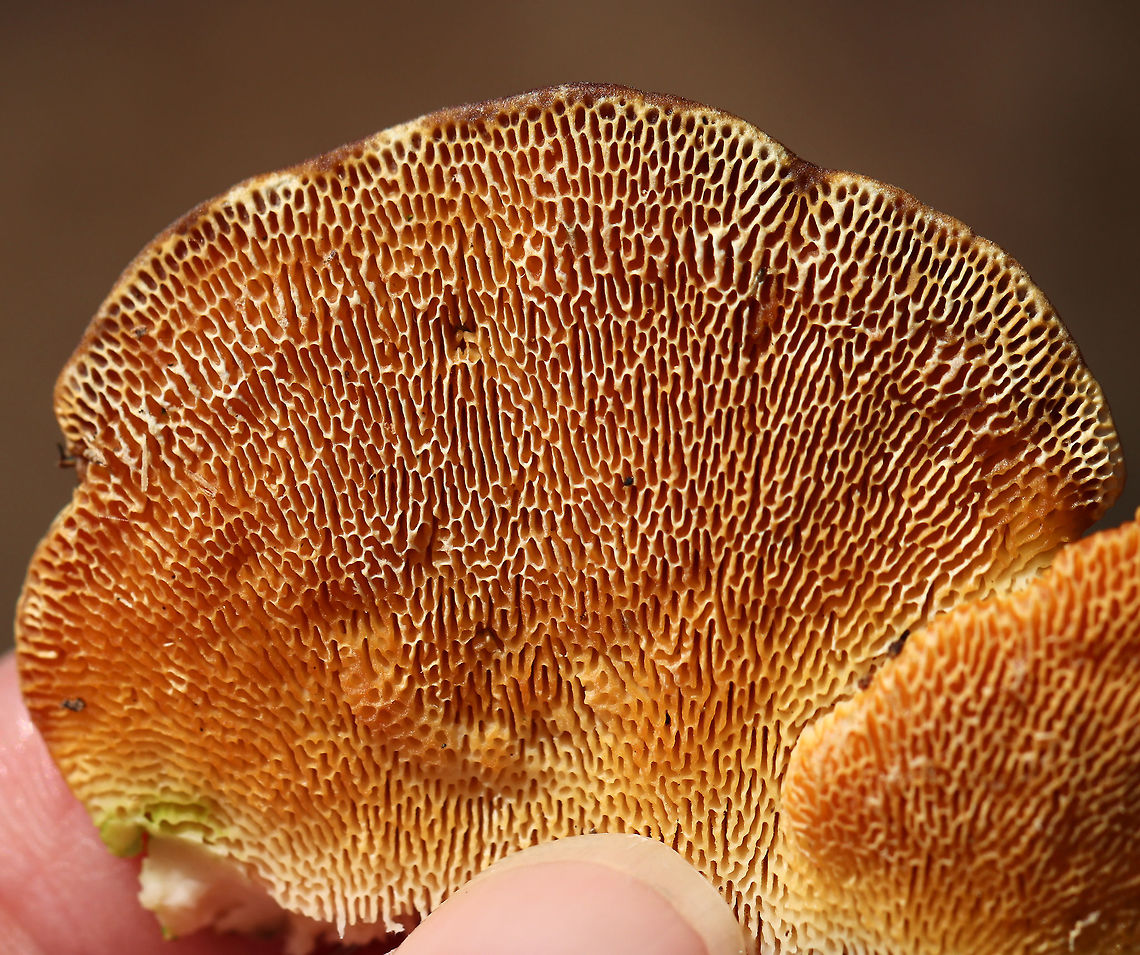 Trametes gibbosa <br />
Habitat: Rotting hardwood<br />
<figure class="photo"><a href="https://www.jungledragon.com/image/78408/trametes_gibbosa.html" title="Trametes gibbosa"><img src="https://s3.amazonaws.com/media.jungledragon.com/images/3232/78408_thumb.jpg?AWSAccessKeyId=05GMT0V3GWVNE7GGM1R2&Expires=1759968010&Signature=NmJ0BiVkFbpZJGW%2F5DW2gQnlsOg%3D" width="200" height="140" alt="Trametes gibbosa <br />
Habitat: Rotting hardwood<br />
https://www.jungledragon.com/image/78410/trametes_elegans.html<br />
https://www.jungledragon.com/image/78409/trametes_elegans.html Geotagged,Lenzites elegans,Lumpy bracket,Spring,Trametes gibbosa,United States,fungus,trametes,trametes elegans" /></a></figure><br />
<figure class="photo"><a href="https://www.jungledragon.com/image/78409/trametes_gibbosa.html" title="Trametes gibbosa"><img src="https://s3.amazonaws.com/media.jungledragon.com/images/3232/78409_thumb.jpg?AWSAccessKeyId=05GMT0V3GWVNE7GGM1R2&Expires=1759968010&Signature=jdalxiqaVDMOxO8tgxeTIJxTMfE%3D" width="200" height="154" alt="Trametes gibbosa <br />
Habitat: Rotting hardwood<br />
https://www.jungledragon.com/image/78408/trametes_elegans.html<br />
https://www.jungledragon.com/image/78410/trametes_elegans.html Geotagged,Lenzites elegans,Lumpy bracket,Spring,Trametes gibbosa,United States" /></a></figure> Geotagged,Lenzites elegans,Lumpy bracket,Spring,Trametes gibbosa,United States