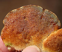 Trametes gibbosa <br />
Habitat: Rotting hardwood<br />
https://www.jungledragon.com/image/78408/trametes_elegans.html<br />
https://www.jungledragon.com/image/78409/trametes_elegans.html Geotagged,Lenzites elegans,Lumpy bracket,Spring,Trametes gibbosa,United States