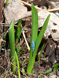 Siberian Squill - Scilla siberica This species was brought to the United States as an ornamental, but has escaped into the wild and become invasive.

Habitat: Hiking trail through a mixed forest Geotagged,Scilla,Scilla siberica,Siberian squill,Spring,United States