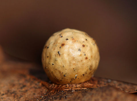 Oak Gall I found this small gall on an oak leaf. I think it could be Amphibolips sp., but am not sure.

Habitat: Oak leaf (Quercus sp.) in a deciduous forest
https://www.jungledragon.com/image/78413/oak_gall.html Geotagged,Spring,United States,gall,oak gall Quercus gall