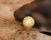 Oak Gall I found this small gall on an oak leaf. I think it could be Amphibolips sp., but am not sure.<br />
<br />
Habitat: Oak leaf (Quercus sp.) in a deciduous forest<br />
https://www.jungledragon.com/image/78412/oak_gall.html Geotagged,Spring,United States,gall